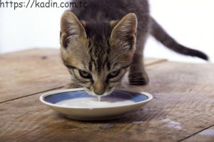 kedilerin süt sever mi?